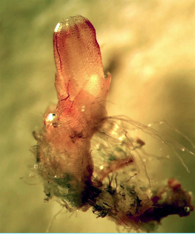 Barbilophozia sudetica